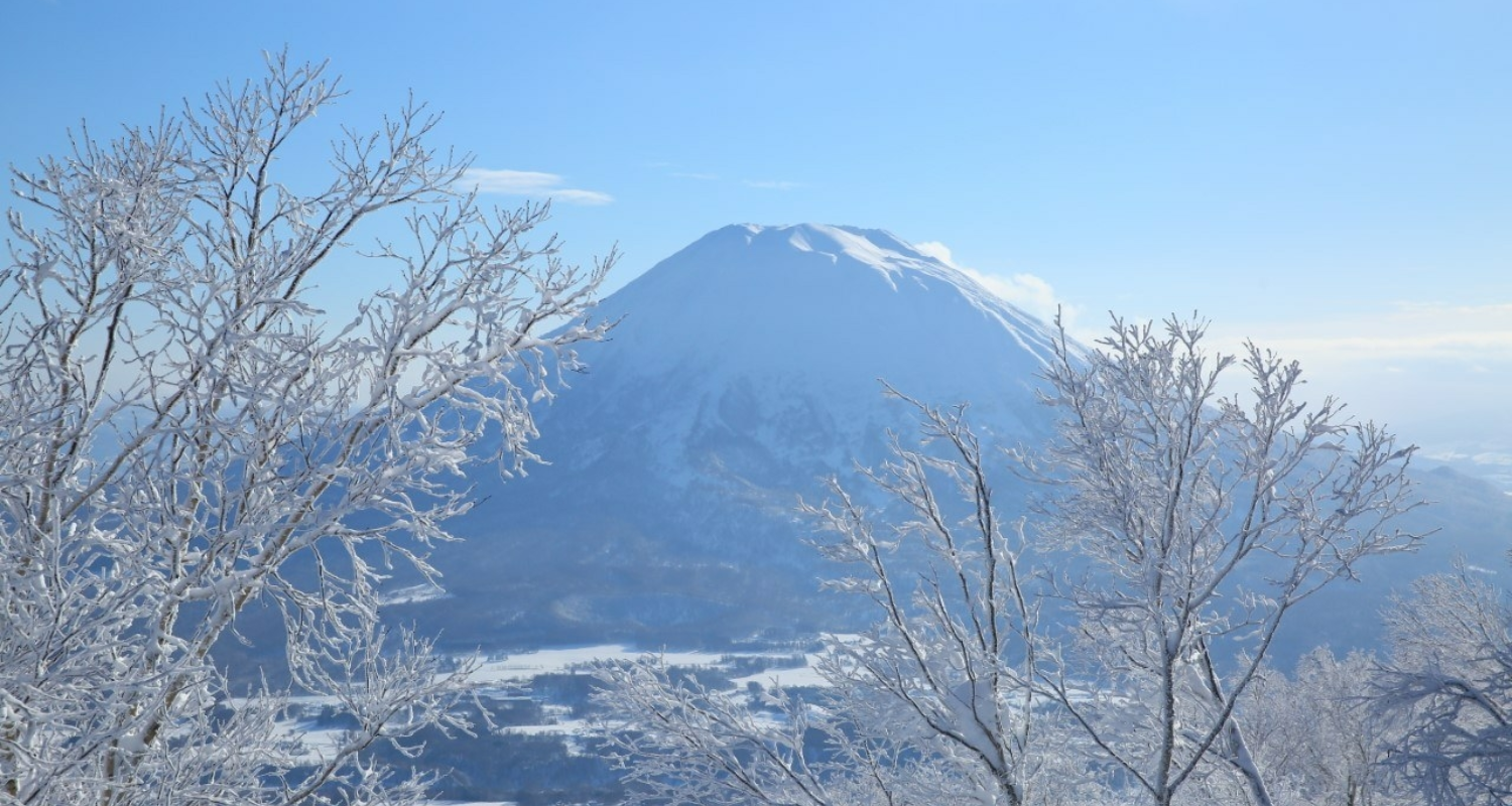 Yotei winter withtree