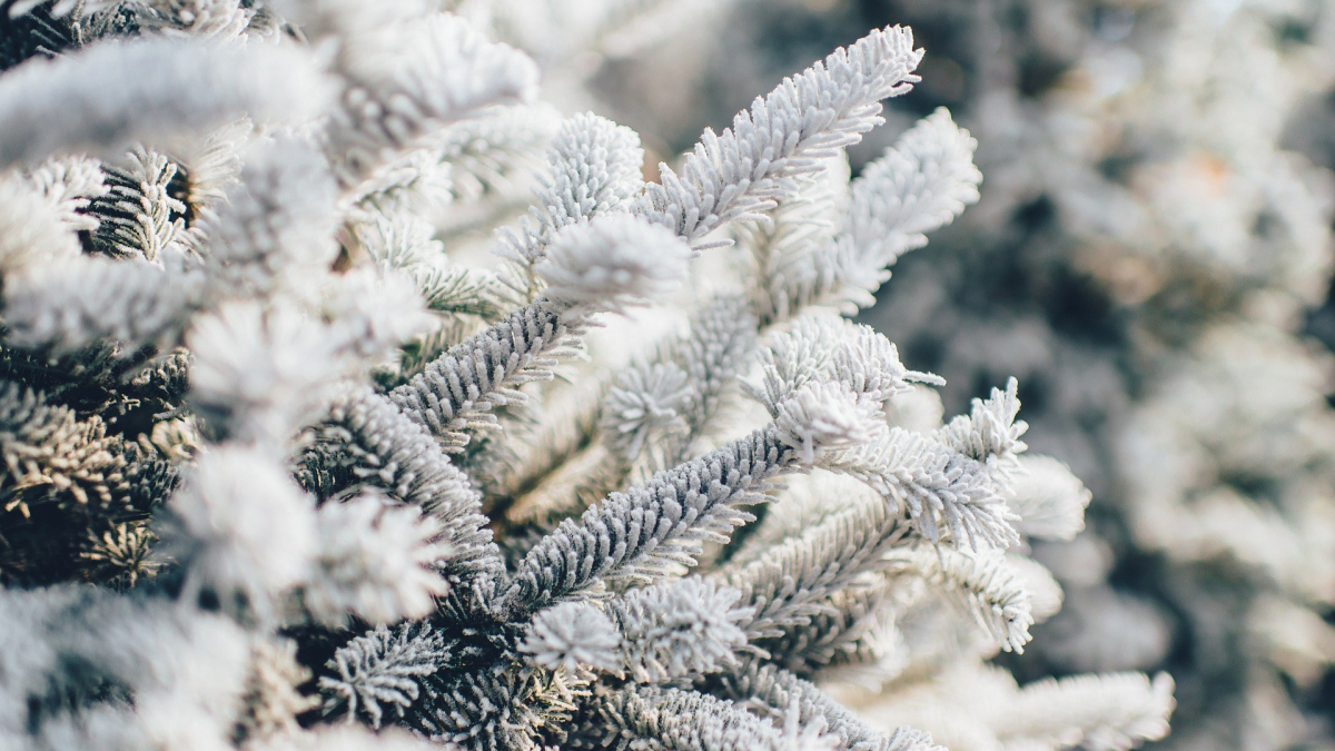 Frosty 1081851 1920