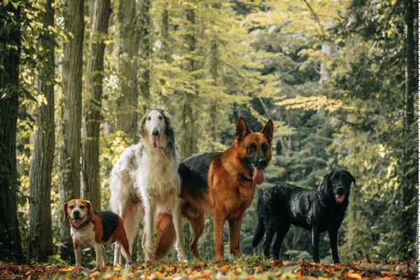 NK Dogs