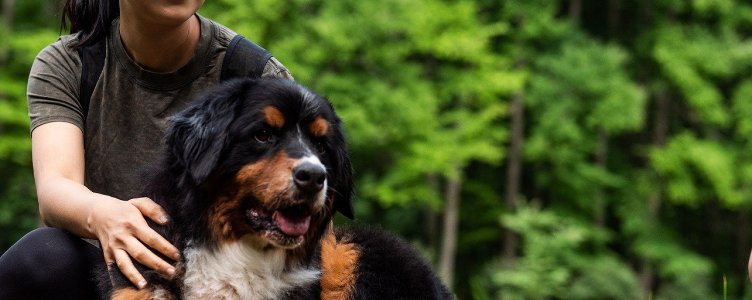 北海道ニセコの大自然でリフレッシュしながら アニマルカイロプラクティック を体験してみませんか スノードッグビレッジ