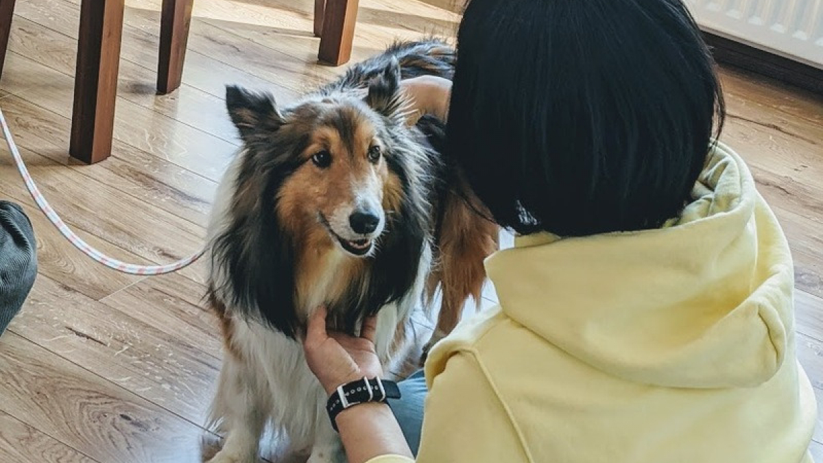 Dog6