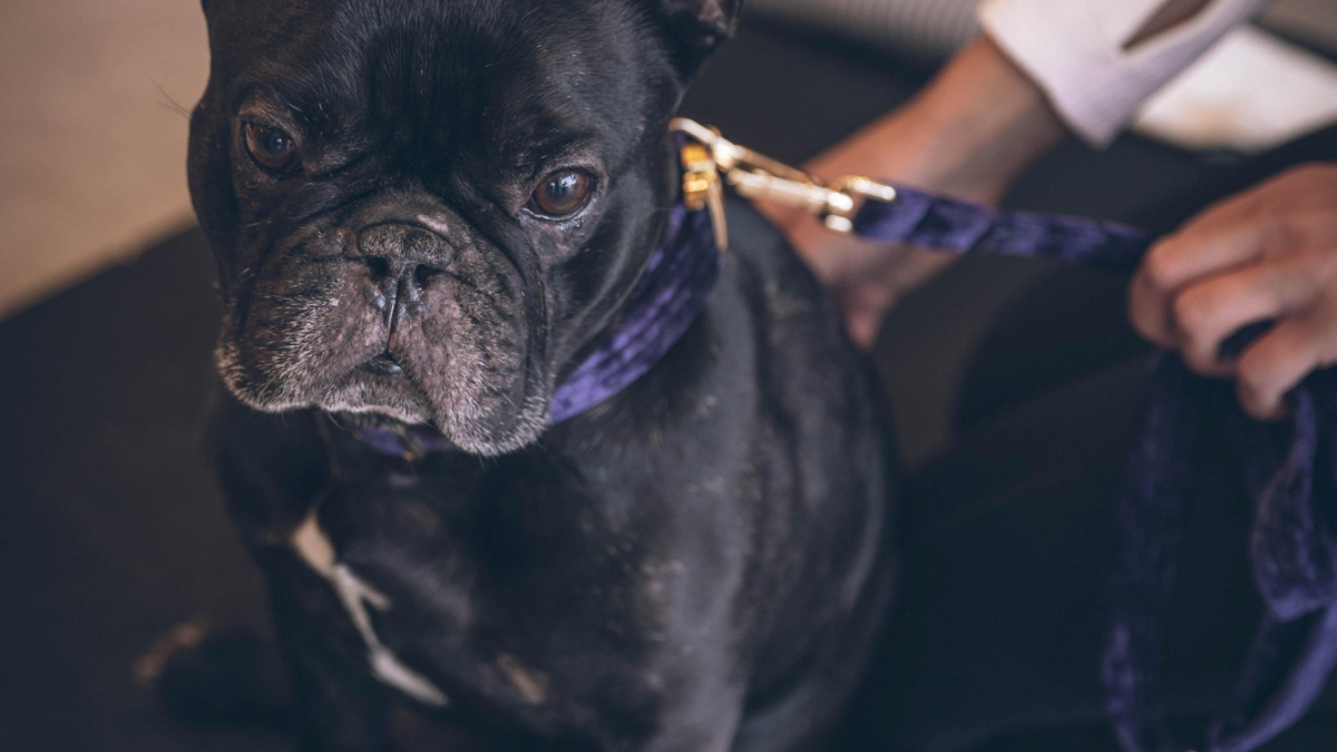 Flouffy 1rs A1 J Yku A unsplash