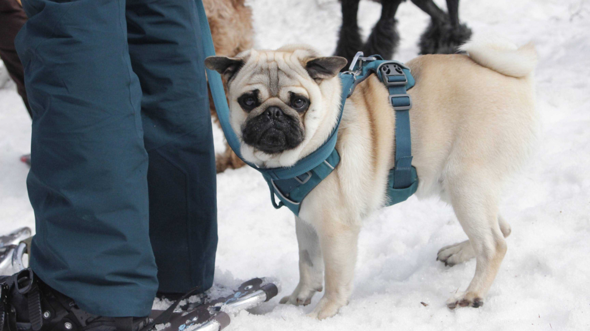 Sdv spring dog snowshoe tour 51082761782 o