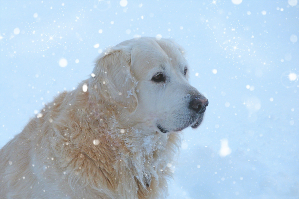 Golden retriever 584956 1920